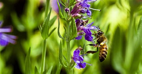 What Is Hyssop and Why Is It so Significant in the Bible? | Bible Study ...