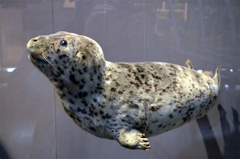 Leopard Seal Free Stock Photo - Public Domain Pictures