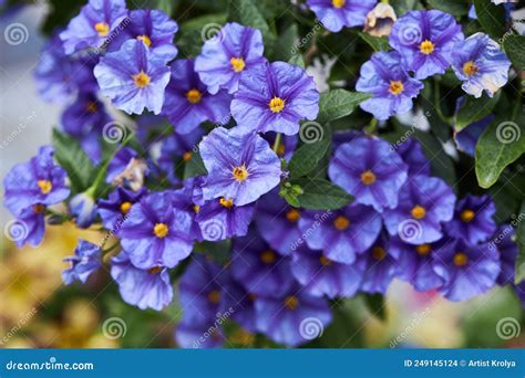 Lycianthes Rantonnetii Decorative Plant The Blue Potato Bush Or