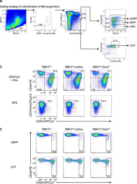 Gating Strategy For Identification Of Bm Progenitors And T Lineage