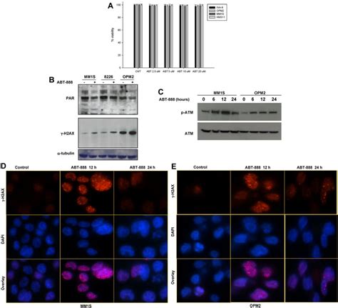 Effects Of Abt 888 On Mm Cell Survival Parp12 Activity And Dna