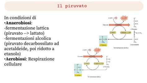 La Respirazione Cellulare