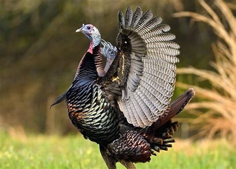 Wild Turkey Feather Facts One May Surprise You Wild Turkey Lab