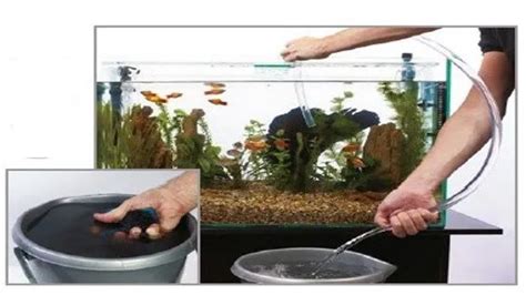 How To Clean Muddy Aquarium Water Easy And Effective Tips For Crystal