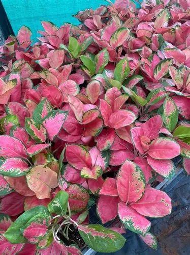 Pink Aglaonema Plant, For Outdoor at Rs 1000/piece in East Godavari | ID: 23974068412