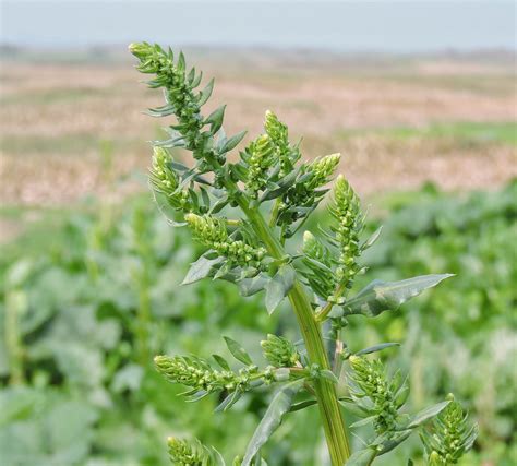 Spinacia Oleracea Spinach Ouriques Farm