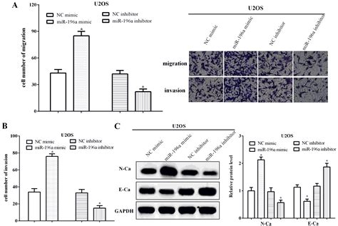 Mir 196a Promoted Cell Migration Invasion And The Epithelial Mesenchymal Transition By