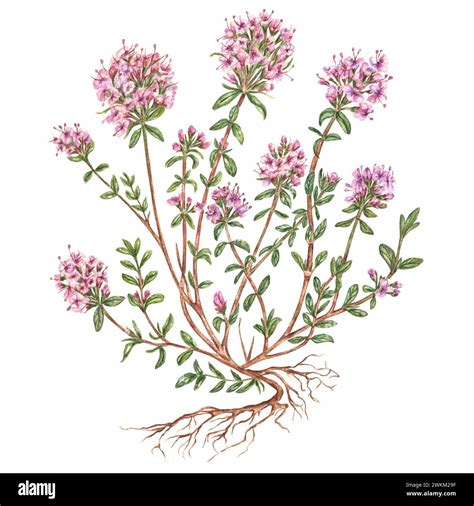 Flowering Thyme In Watercolor Eco Friendly Products Highlighted On A