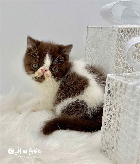 Exotic Longhair And Exotic Shorthair Kittens For Sale 2023