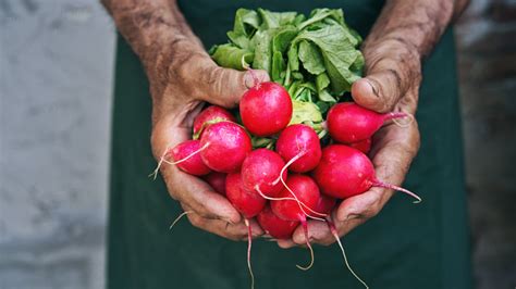 14 Radish Varieties You Should Keep On Your Radar