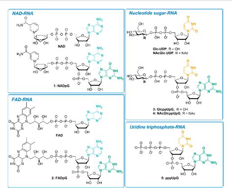 Figure From Preparation Of Rnas With Non Canonical Ends Using