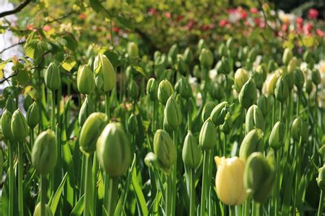 Tulips Green Keukenhof Free Photo On Pixabay Pixabay