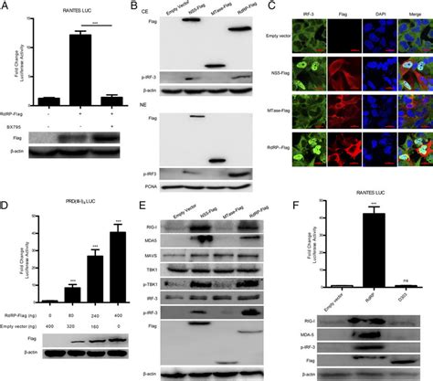 The Rdrp Module Of Tbev Ns Activates The Irf Signaling Pathway In A