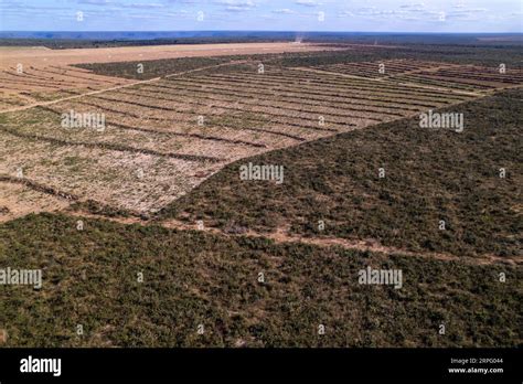 Vista aérea de la deforestación ilegal de árboles de bosque cerrado a