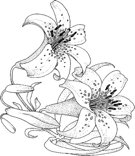 Lily Coloring Pages Best Coloring Pages For Kids