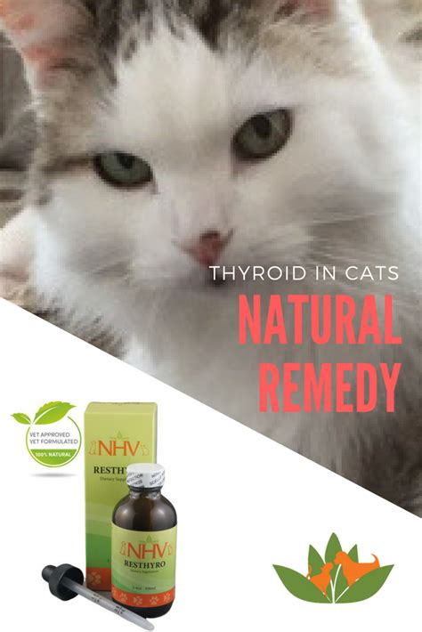 Hyperthyroidism In Cats Natural Treatment | Care About Cats