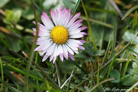 Gänseblümchen Salbe selber machen Heilendes aus dem Garten Mit