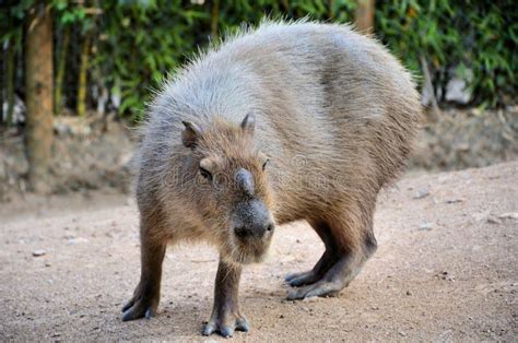 Capybara Lie Down On White Background Stock Image Image Of Natural