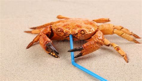 Rote Krabbe Auf Sand Am Strand Stockbild Bild Von Meer Tropisch