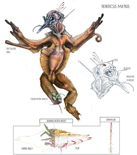 Speculative Evolution Alien Creatures Alien Concept Art Creature