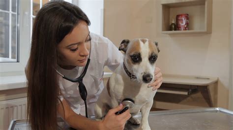 Vet Checking Dog's Health With Stethoscope Stock Footage SBV-311166187 ...