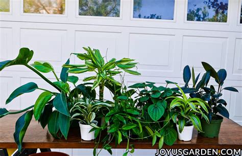 Repotting Plants: Basics Beginning Gardeners Need To Know