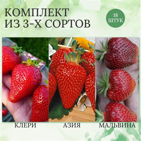 Семена Земляники Клери – купить в интернет-магазине OZON по выгодной цене