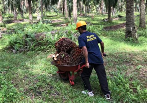 Kao Apical Dan Asian Agri Meluncurkan Program Smile Untuk Membantu