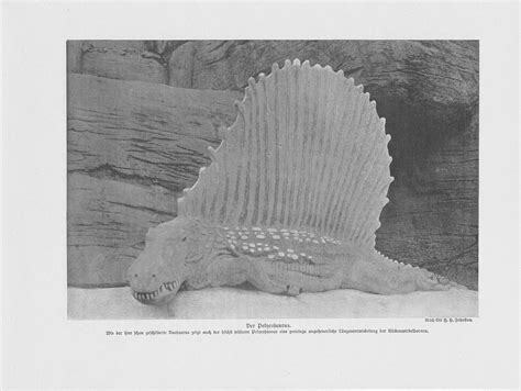 Dimetrodon Pelycosaurier Pelycosauria Pelycosaurus Print From 1912 Dinosaur | eBay