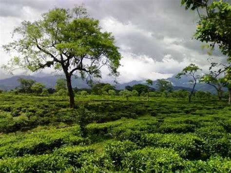 9 Hill Stations In West Bengal For A Summer Getaway 2024