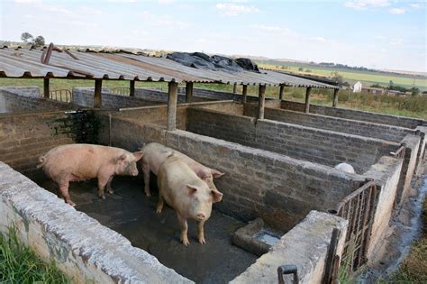 Pigs Add Value To Mixed Farm In South Africa Pig Progress