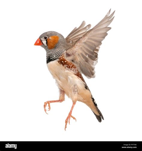 Zebra Finch Flying Taeniopygia Guttata Against White Background Stock