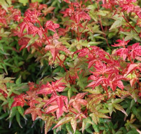 Beni Hime Japanese Maple Vinland Valley Nursery