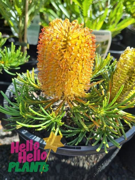 Banksia Birthday Candles Pot Hello Hello Plants