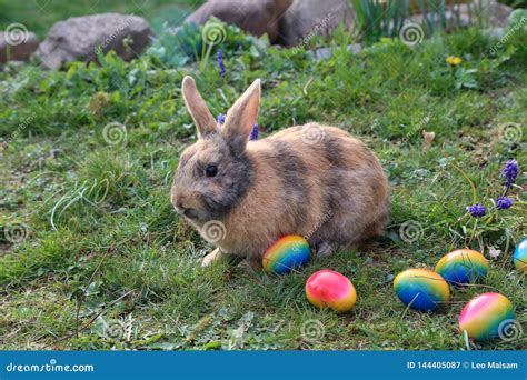 Coelhos Pequenos Engra Ados Entre Ovos Da P Scoa Na Grama Imagem De