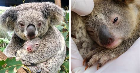 The First Koala Joey Has Been Born Since The Australian Bushfires