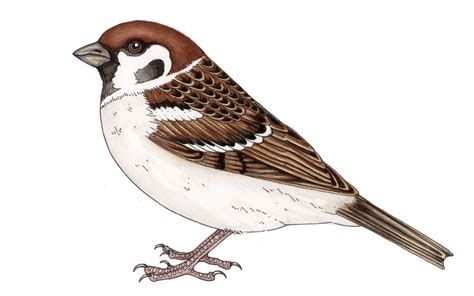 Tree sparrow Passer montanus Male - Lizzie Harper