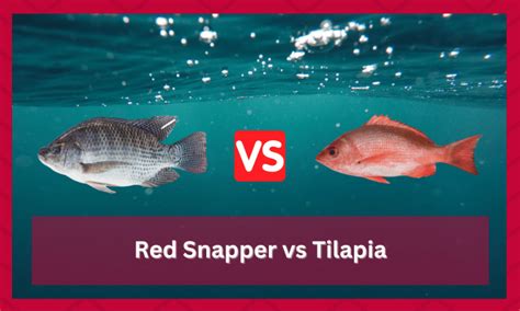 Red Snapper Vs Tilapia What S The Difference Funcfish