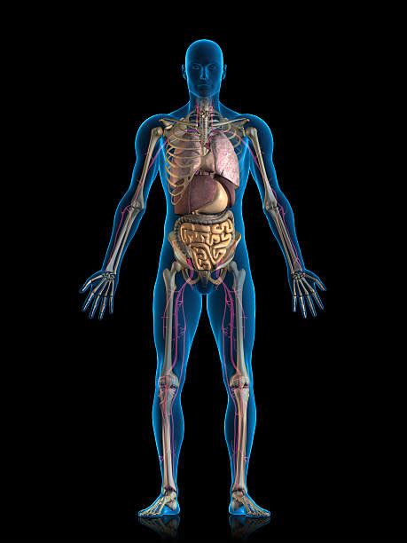 Royalty Free The Human Body Pictures Images And Stock Photos Istock