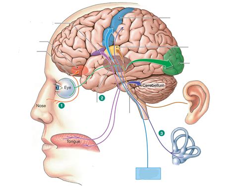 Physiology Lab 10 Special Senses Diagram Quizlet