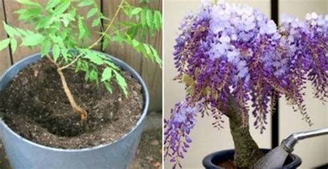 Grow Wisteria In A Pot Video Tutorial The Whoot Wisteria How To