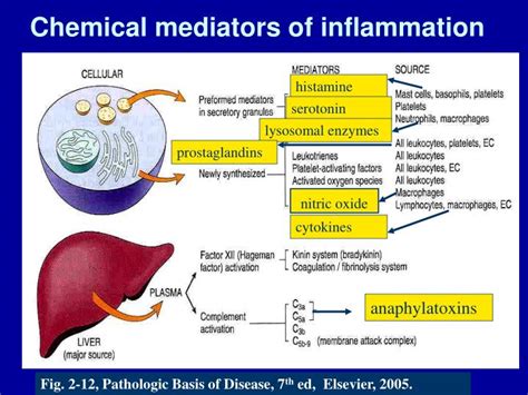 Ppt First Foundations In Pathology Part 2 Acute And Chronic