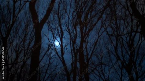 Dark forest at night. Dark forest background. Stock Video | Adobe Stock