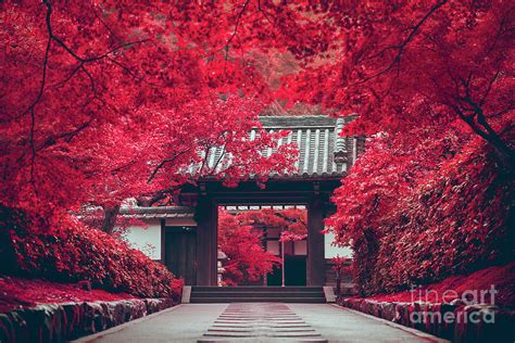 Japanese red forest traditional gates 05096 Photograph by Organic Synthesis