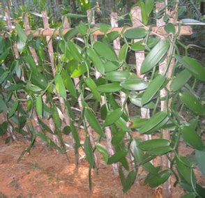 Harvesting Vanilla Bean - The Mistress of Spices, SINGAPORE, Malaysia ...