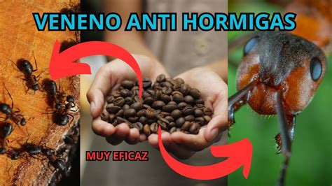 VENENO Casero POTENTE Para ELIMINAR A Las Hormigas Del HORMIGUERO Muy