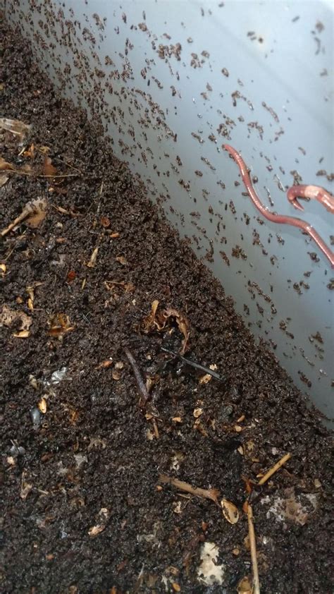 Lombricompostage Du Compost Sur Nos Balcons Et Terrasses