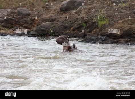 Hippo in river Stock Photo - Alamy