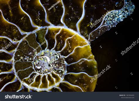 Polished Crosssection Fossilized Ammonite Shell On Stock Photo