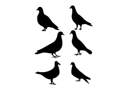 Pigeons Vector And Silhouettes Artwork Graphic By Skshagor Barmon